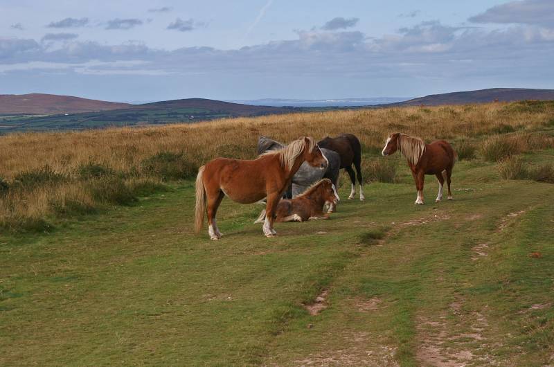 Cefn Bryn